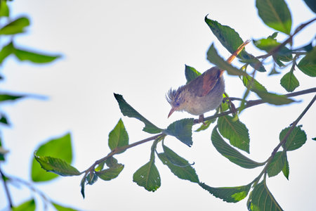 Creamy-crested Spinetail (Cranioleuca albicapilla), small and restless bird jumping between the branches of the bushes during the morning.の写真素材