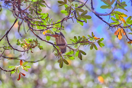 Plain-colored Seedeater (Catamenia inornata), beautiful passerine feeding on a polylepis sp.