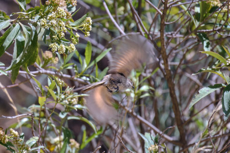 Striped Tit-Spinetail (Leptasthenura striata), beautiful passerine feeding on a bush in the Andean...