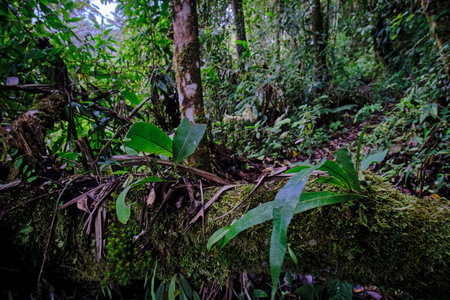 Impressive scene of fragment of landscape in the cloud forest, the interior of the forests, the...