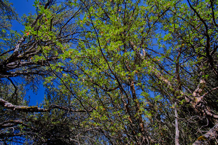 Paper tree (Polylepis incana), beautiful detail of native forest in the Peruvian Andes, shows...