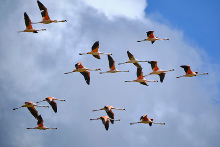 Chilean Flamingo (Phoenicopterus chilensis), beautiful group of flamingos flying over an Andean lake...