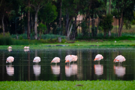 Chilean Flamingo (Phoenicopterus chilensis), beautiful group of flamingos resting on Andean lake shore, preening and feeding. Peru.の写真素材