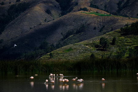 Chilean Flamingo (Phoenicopterus chilensis), beautiful group of flamingos resting on the shores of an Andean lake, preening and feeding with an impressive Andean landscape in the background. Peru.の写真素材