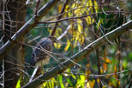 Black-crowned Night-Heron (Nycticorax nycticorax), common heron at the edge of water bodies. Peru.