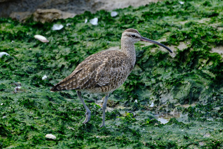 Whimbrel (Numenius phaeopus), beautiful portrait of this shorebird on the beach. Peru.の写真素材