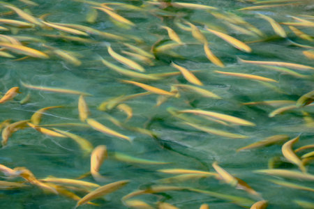 Background texture of moving fish, school of fish blurred by movement swimming underwater.の写真素材