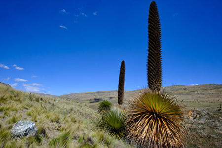 Titanka (Puya raimondii), a beautiful specimen in a beautiful landscape of a puya that has reached...