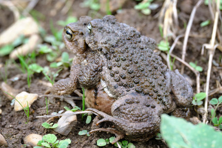 Andean spiny toad (Rhinella spinulosa), during mating or called amplexus