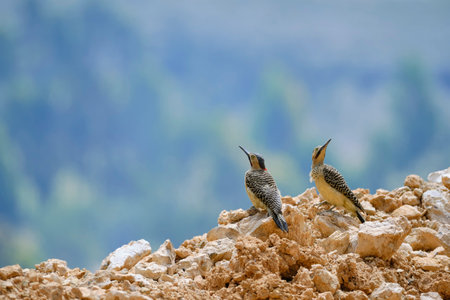 Andean Flicker (Colaptes rupicola), two male woodpeckers dueling with their beaks, fighting each other, among the. Peru.の写真素材