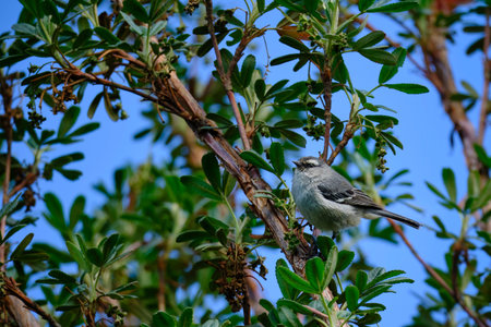 Cinereous Conebill (Conirostrum cinereum), a beautiful bird perched on branches looking for food....