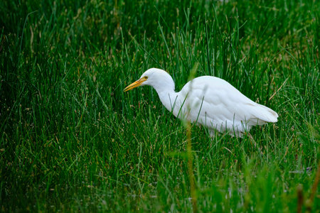 Cattle Egret (Ardea ibis), a beautiful little heron searching for food among cattails at the edge of...