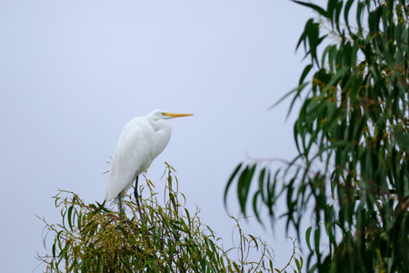 Great Egret (Ardea alba), a beautiful white heron perched on eucalyptus branches. Peru.の写真素材