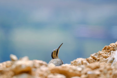 Andean Flicker (Colaptes rupicola), a mature woodpecker perched among the rocks with a beautiful...