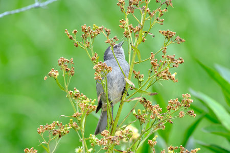 Cinereous Conebill (Conirostrum cinereum), a beautiful bird perched on branches looking for food. Peru.の写真素材