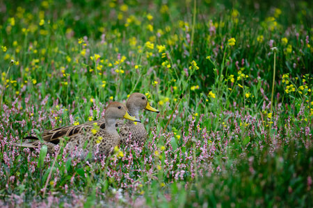 Yellow-billed pintail (Anas georgica), a curious wild duck walking and peering out over the fresh, green grass. Peru.の写真素材