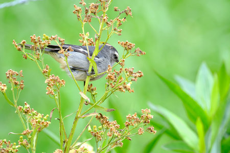 Cinereous Conebill (Conirostrum cinereum), a beautiful bird perched on branches looking for food....