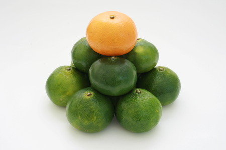 citrus fruit pyramid with the orange ponkan on topの写真素材