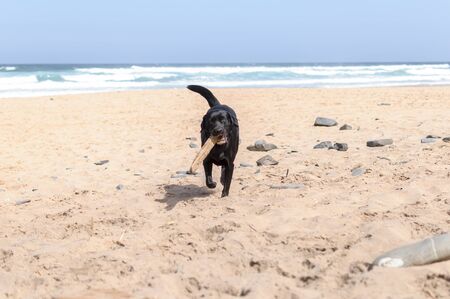 Black labrador dog playing on the beachの写真素材