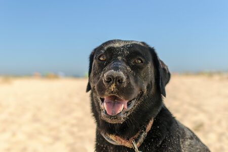 Black labrador dog playing on the beachの写真素材