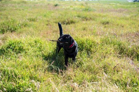 Dog playing in fieldの写真素材
