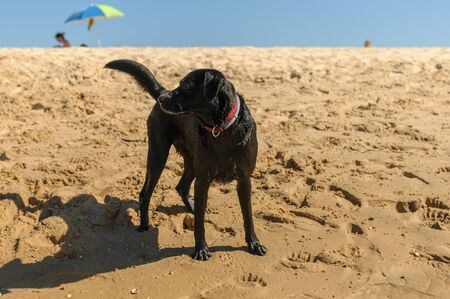 Black labrador dog playing on the beachの写真素材