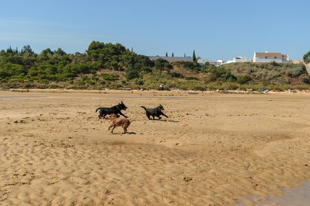 Black labrador dog playing on the beach