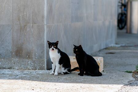 Stray cat in corner