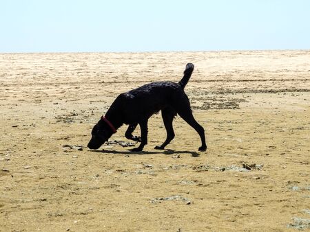 Black labrador dog playing on the beach