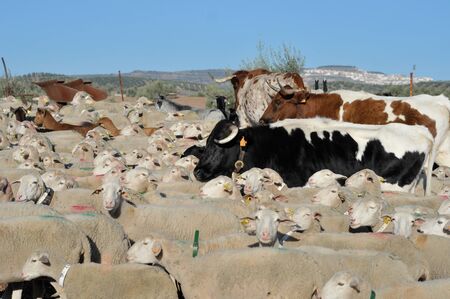 Herd of goats, sheep and cowsの写真素材