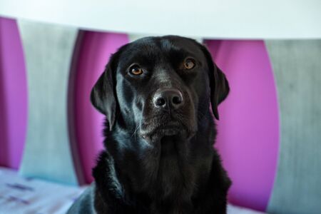 Black Labrador Retriever Puppyの写真素材
