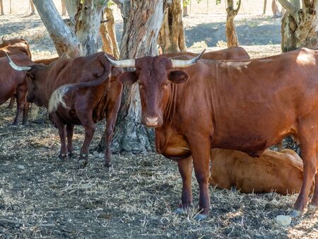 Bulls in meadow grazingの写真素材