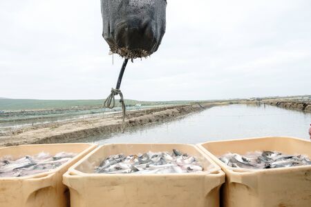 Unloading freshly caught fish with a transport basketの写真素材