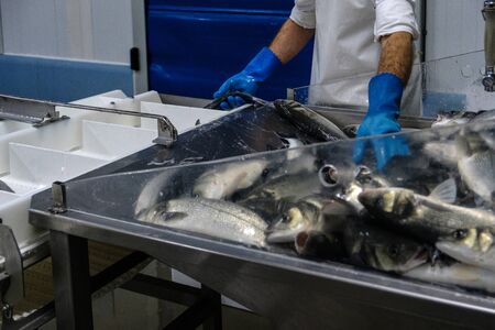 Fresh fish in processing and packaging plant