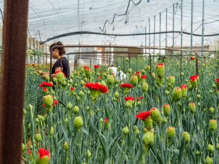 Greenhouse with carnation cultivationの写真素材