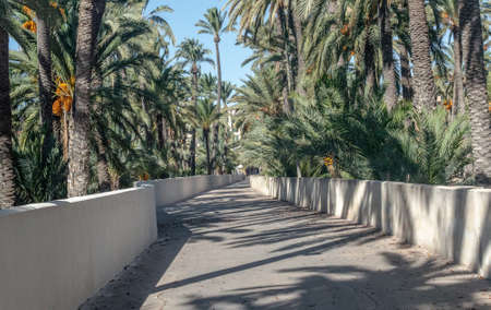Park of palm trees in the cityの写真素材