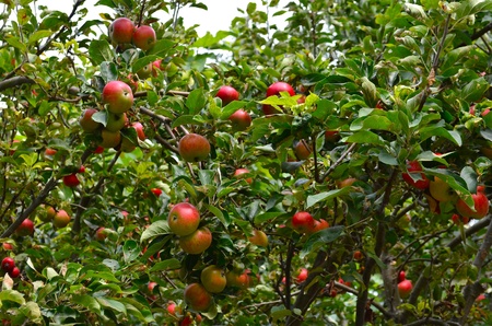 Apple Orchid