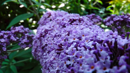 Purple Haze