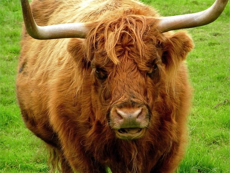 Orange Bullの写真素材