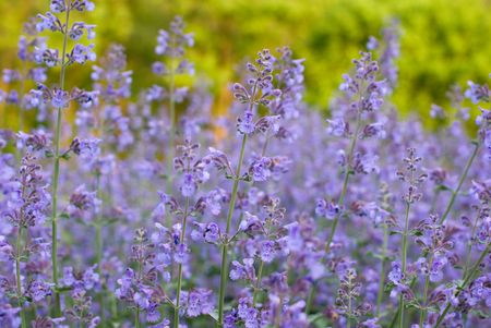 Field of Purple Wildflowers, Marylandの写真素材