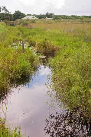Everglades Canal Landscape, Anhinga Trail, Everglades National Parkの写真素材
