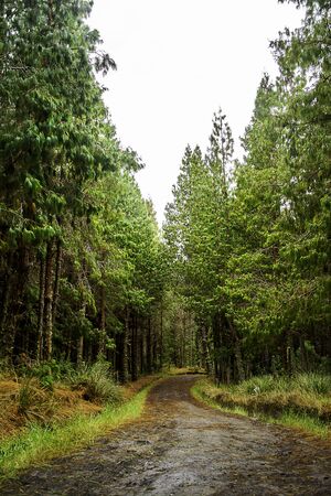 A path in the middle of a forest full of trees. A natural path.の写真素材