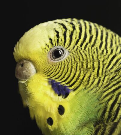 A cute bird, an Australian parakeet. This is a portrait of a little bird.の写真素材