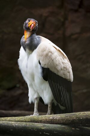 This large bird is a condor known as the royal condor or sarcoramphus papa, it is a portrait of a bird.の写真素材