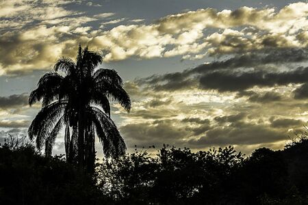 A beautiful tropical sunset. The silhouette of a palm tree at a sunset on the beachの写真素材
