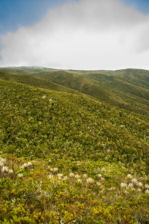 Colombian paramo landscape in chingaza. mountain green Paramo with frailejons and blue sky, Colombian mountain and paramo landscape, chingaza paramo. Ruilopezia paltonoides plantsの写真素材
