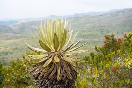 Speletia grandiflora, Colombian frailejon in a paramo, photo of a frailejon in a paramo in the mountain. frailejon in a latin america stopped in the Andesの写真素材