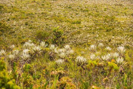 Colombian landscape in chingaza paramo, mountain green Paramo with frailejons and blue sky, Colombian mountain and paramo landscape, chingaza paramo. Ruilopezia paltonoides plantsの写真素材