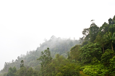tropical rain forest after a rain, fog appear under the bright skyの写真素材