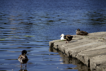 Duck peace and loveの写真素材